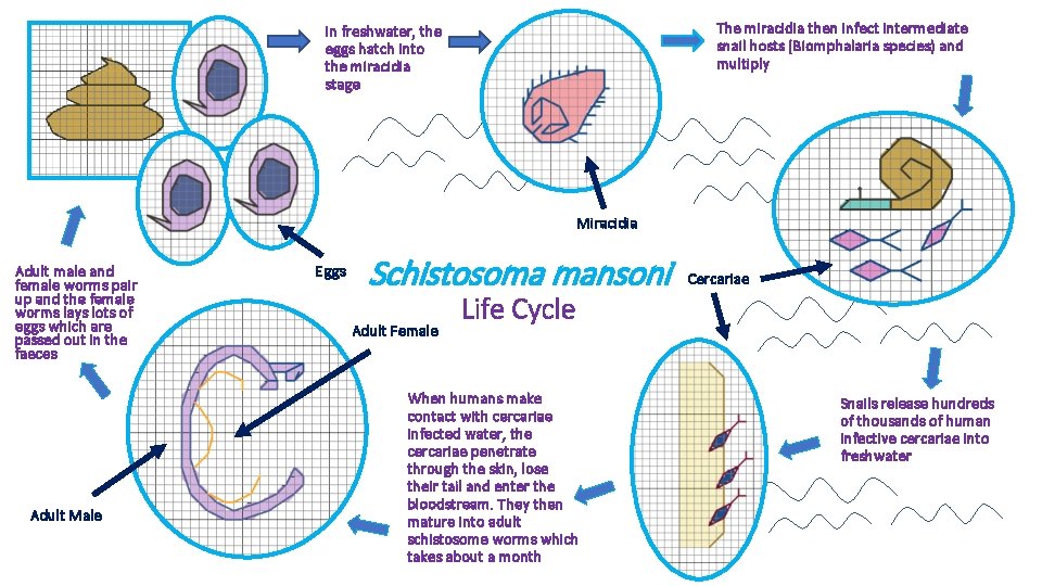 The miracidia then infect intermediate snail hosts (Biomphalaria species) and multiply In freshwater, the The miracidia then infect intermediate snail hosts (Biomphalaria species) and multiply In freshwater, the