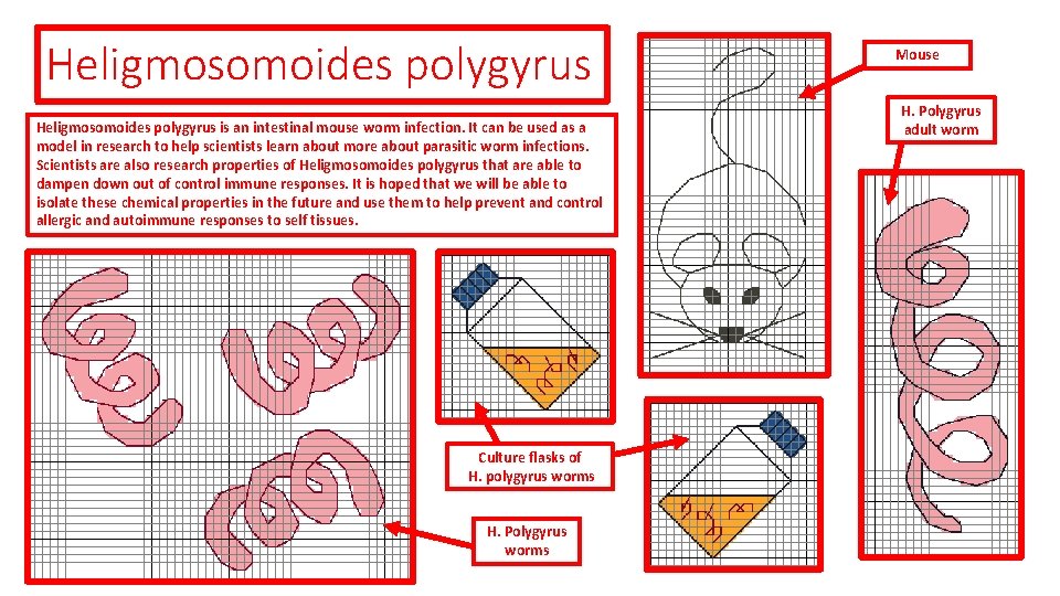 Heligmosomoides polygyrus is an intestinal mouse worm infection. It can be used as a Heligmosomoides polygyrus is an intestinal mouse worm infection. It can be used as a