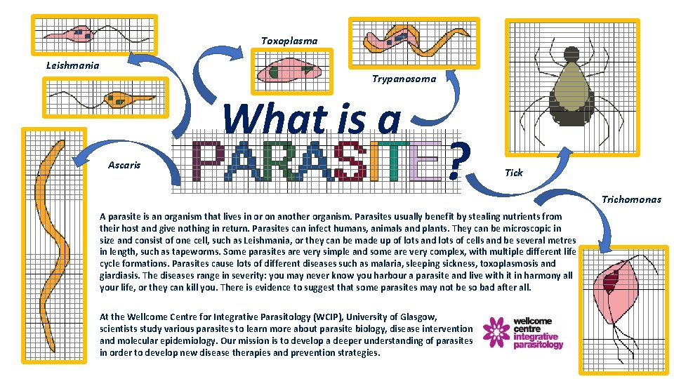 Toxoplasma Leishmania Trypanosoma What is a Ascaris ? Tick A parasite is an organism Toxoplasma Leishmania Trypanosoma What is a Ascaris ? Tick A parasite is an organism