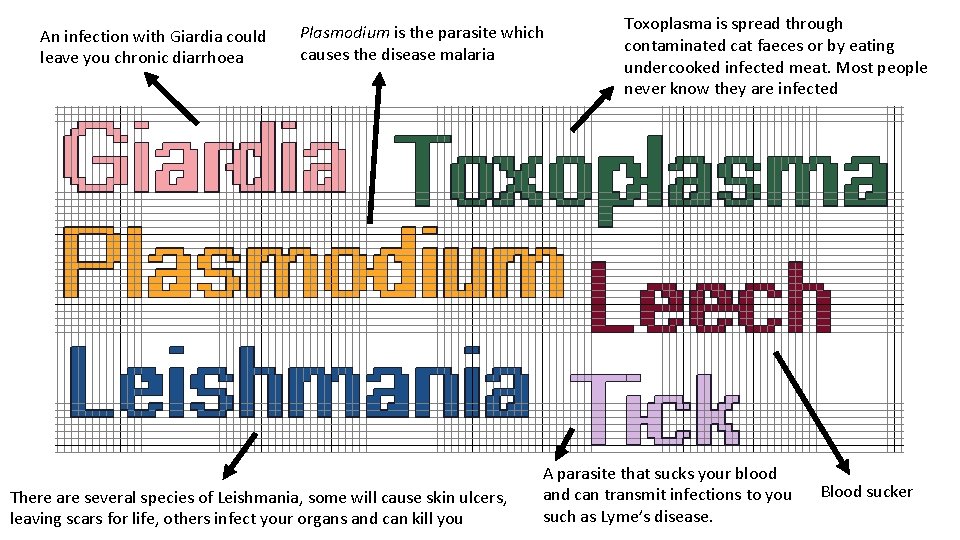 An infection with Giardia could leave you chronic diarrhoea Plasmodium is the parasite which An infection with Giardia could leave you chronic diarrhoea Plasmodium is the parasite which