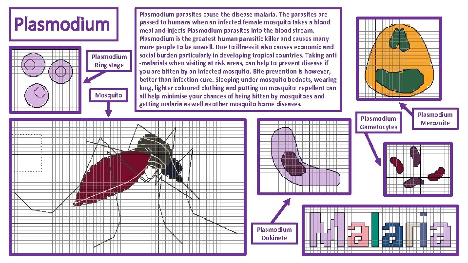 Plasmodium Ring stage Mosquito Plasmodium parasites cause the disease malaria. The parasites are passed Plasmodium Ring stage Mosquito Plasmodium parasites cause the disease malaria. The parasites are passed