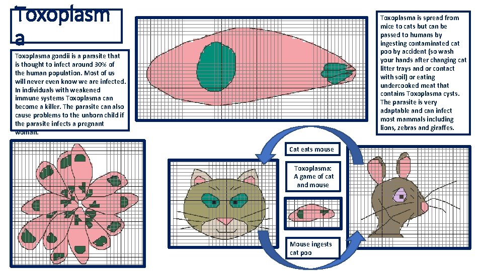 Toxoplasm a Toxoplasma is spread from mice to cats but can be passed to Toxoplasm a Toxoplasma is spread from mice to cats but can be passed to