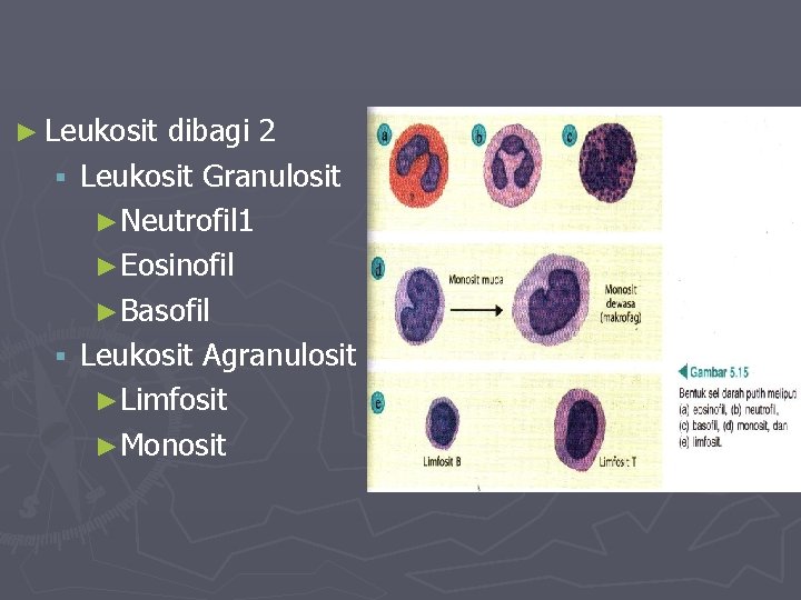 ► Leukosit dibagi 2 § Leukosit Granulosit ►Neutrofil 1 ►Eosinofil ►Basofil § Leukosit Agranulosit