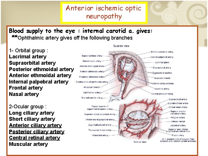 Anterior ischemic optic neuropathy Blood supply to the eye : internal carotid a. gives: