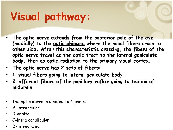 Visual pathway: • The optic nerve extends from the posterior pole of the eye