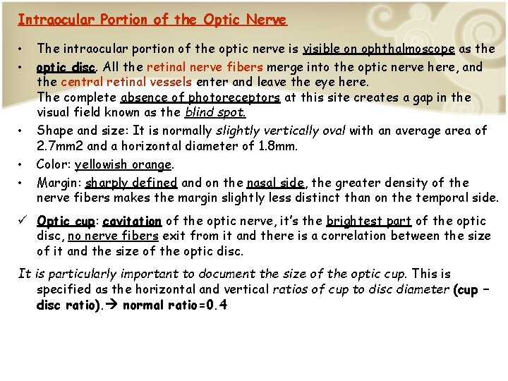 Intraocular Portion of the Optic Nerve • • • The intraocular portion of the