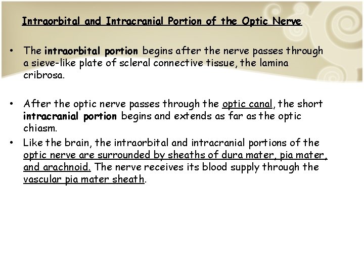 Intraorbital and Intracranial Portion of the Optic Nerve • The intraorbital portion begins after