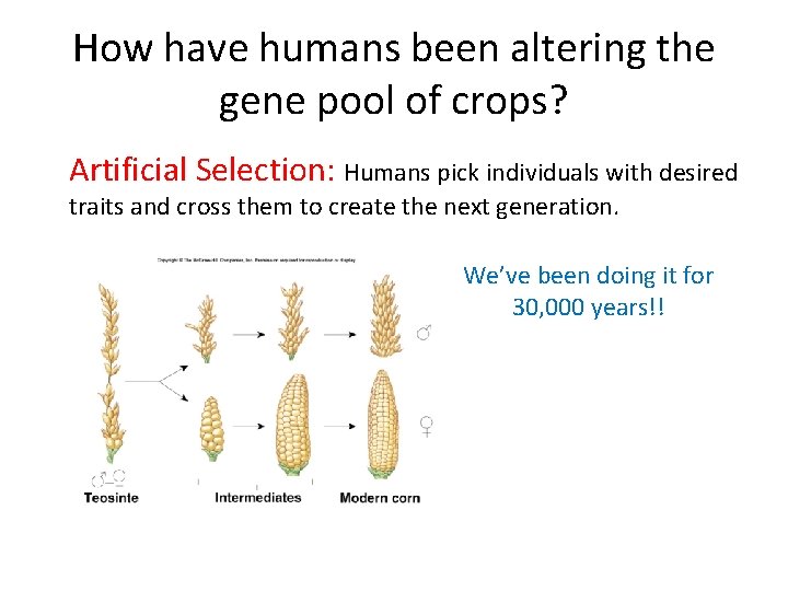 How have humans been altering the gene pool of crops? Artificial Selection: Humans pick