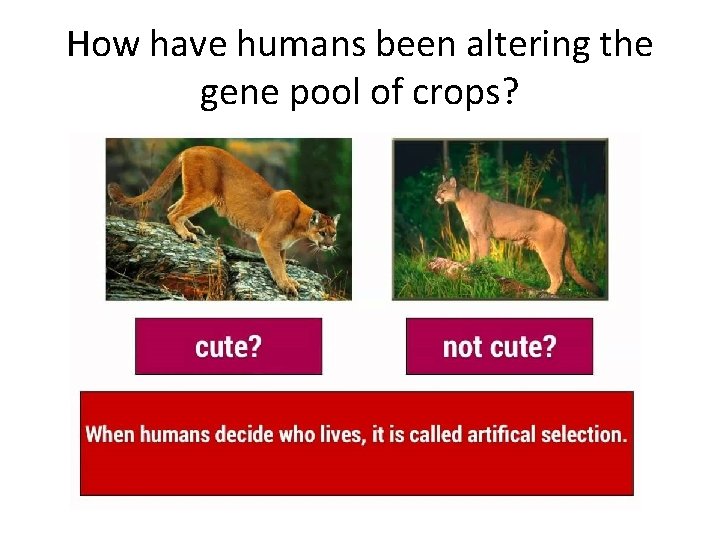 How have humans been altering the gene pool of crops? 
