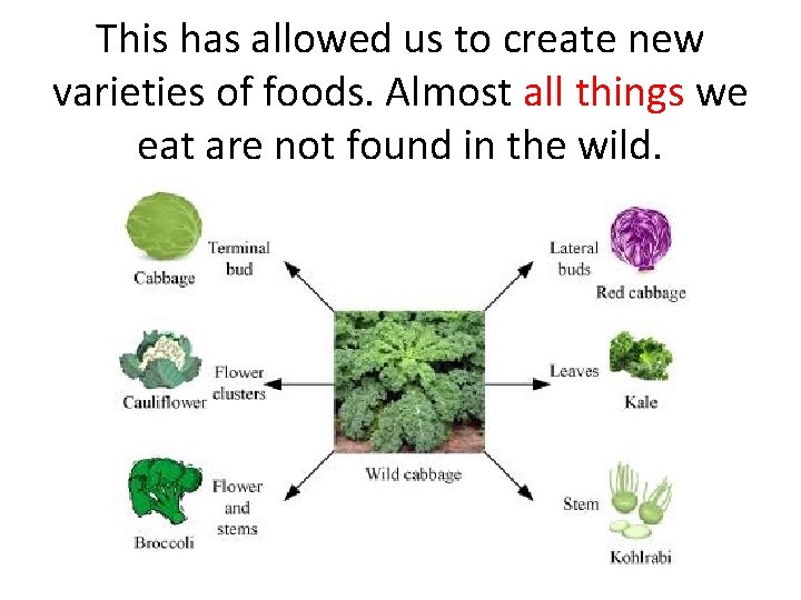 This has allowed us to create new varieties of foods. Almost all things we