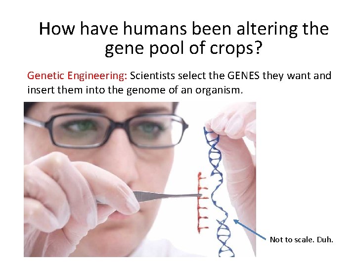 How have humans been altering the gene pool of crops? Genetic Engineering: Scientists select