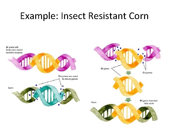 Example: Insect Resistant Corn 