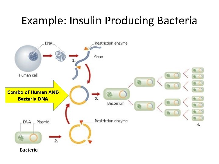 Example: Insulin Producing Bacteria Combo of Human AND Bacteria DNA Bacteria 