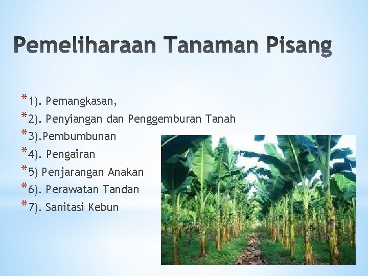 *1). Pemangkasan, *2). Penyiangan dan Penggemburan Tanah *3). Pembumbunan *4). Pengairan *5) Penjarangan Anakan