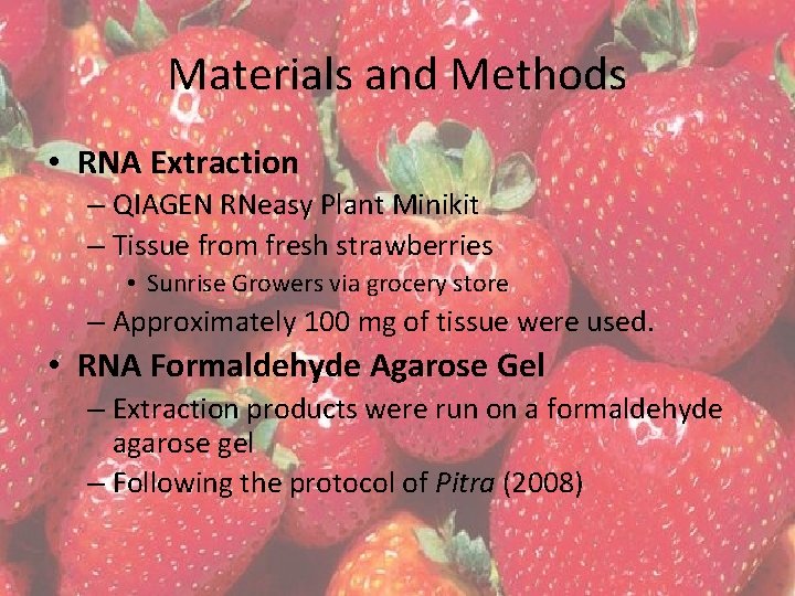 Materials and Methods • RNA Extraction – QIAGEN RNeasy Plant Minikit – Tissue from