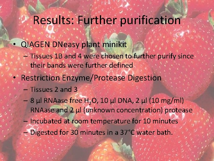 Results: Further purification • QIAGEN DNeasy plant minikit – Tissues 1 B and 4