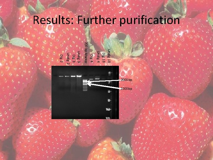 Results: Further purification Undig. 1 B Dig. 1 B Undig. 4 Dig. 4 200