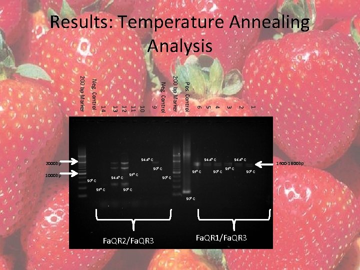 Results: Temperature Annealing Analysis 54. 4⁰ C 50⁰ C 59⁰ C 50⁰ C 1