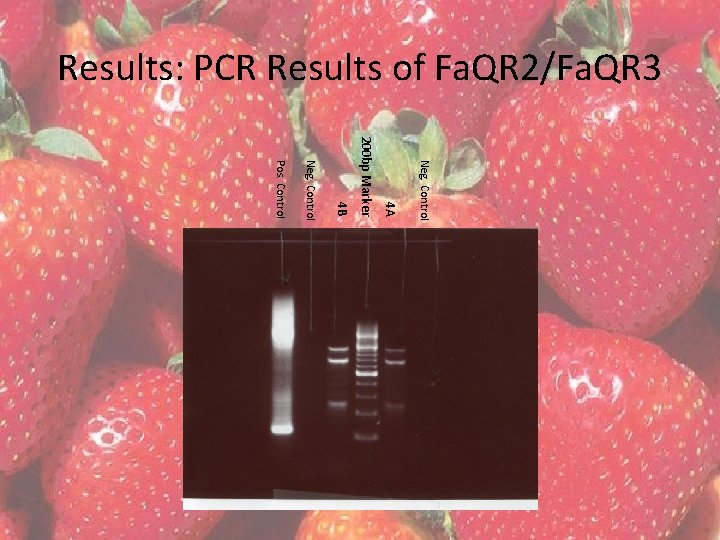 Results: PCR Results of Fa. QR 2/Fa. QR 3 Neg. Control 4 A 200