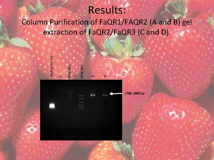 Results: Column Purification of Fa. QR 1/FAQR 2 (A and B) gel extraction of