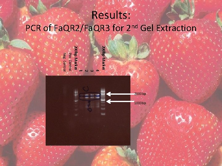 Results: PCR of Fa. QR 2/Fa. QR 3 for 2 nd Gel Extraction 200