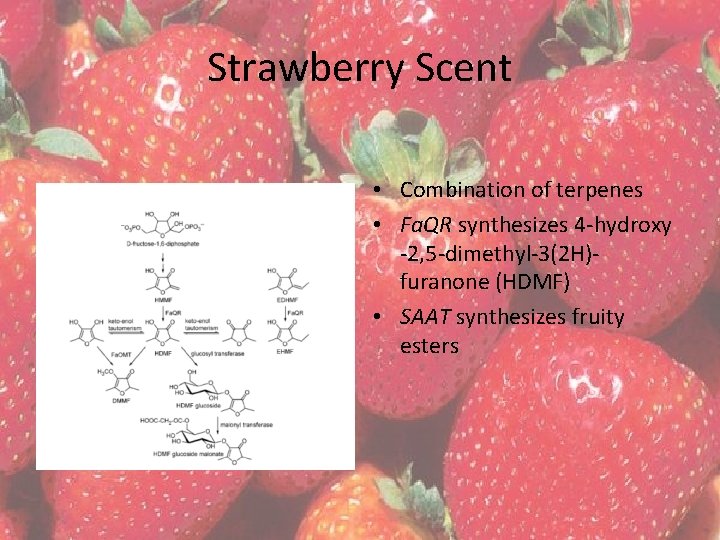 Strawberry Scent • Combination of terpenes • Fa. QR synthesizes 4 -hydroxy -2, 5