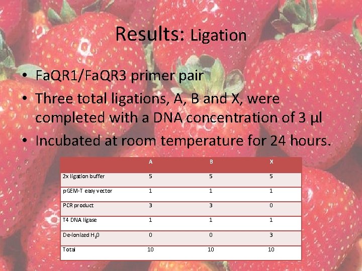 Results: Ligation • Fa. QR 1/Fa. QR 3 primer pair • Three total ligations,