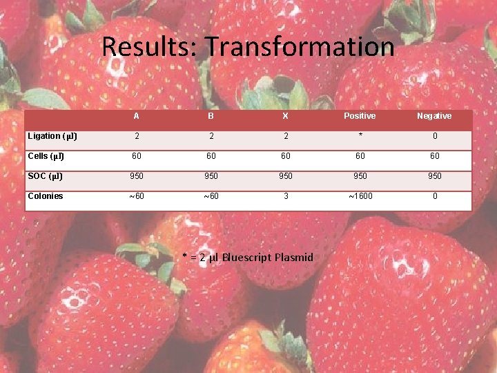 Results: Transformation A B X Positive Negative Ligation (µl) 2 2 2 * 0