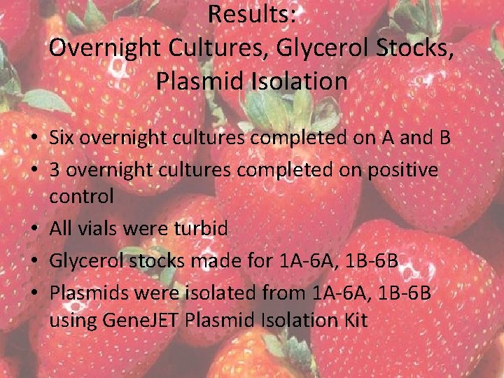 Results: Overnight Cultures, Glycerol Stocks, Plasmid Isolation • Six overnight cultures completed on A
