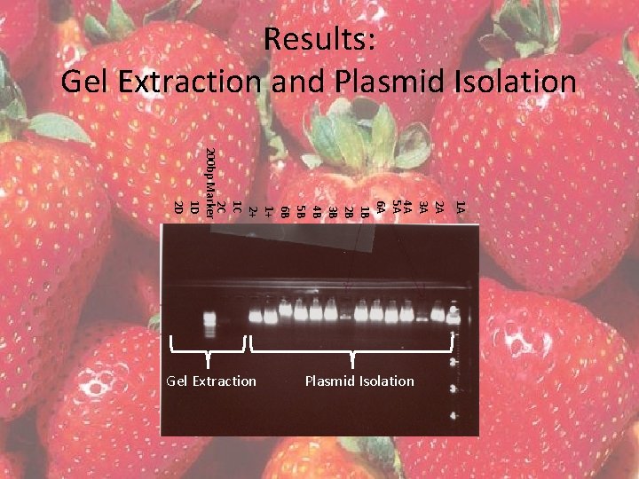 Results: Gel Extraction and Plasmid Isolation 1 A 2 A 3 A 4 A