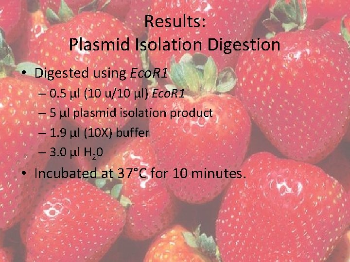 Results: Plasmid Isolation Digestion • Digested using Eco. R 1 – 0. 5 µl