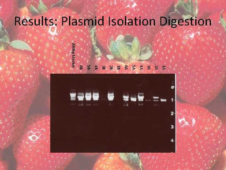 Results: Plasmid Isolation Digestion 1 A 2 A 3 A 4 A 5 A