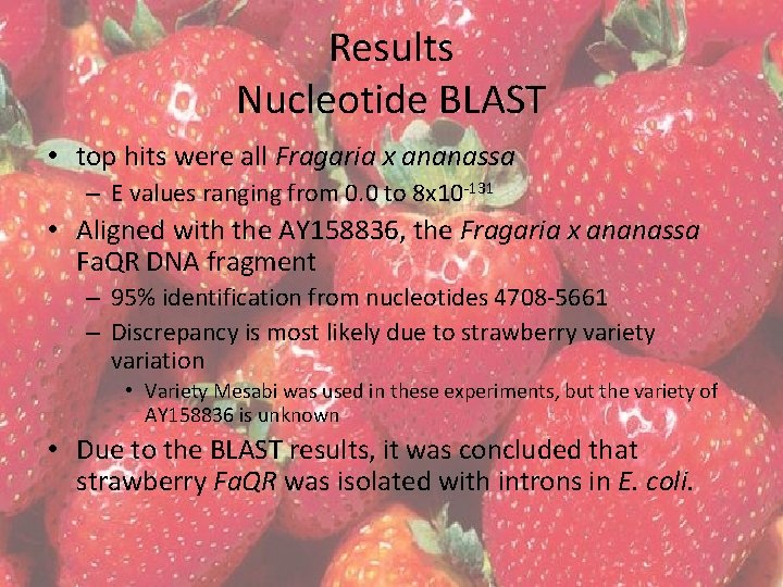 Results Nucleotide BLAST • top hits were all Fragaria x ananassa – E values