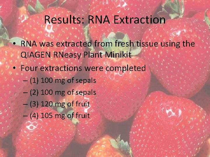 Results: RNA Extraction • RNA was extracted from fresh tissue using the QIAGEN RNeasy