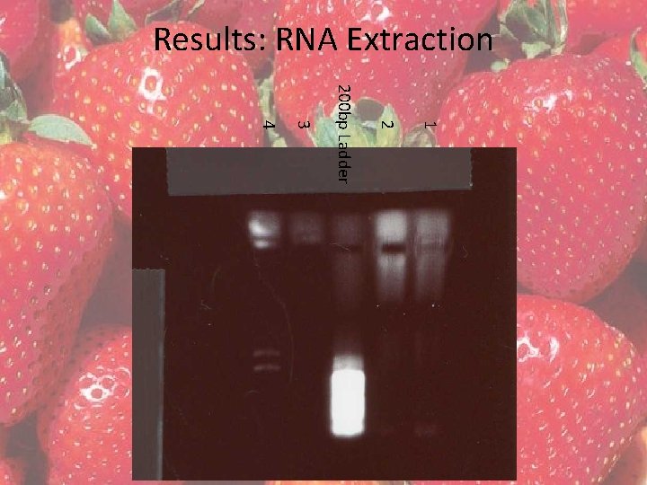 Results: RNA Extraction 1 2 200 bp Ladder 3 4 