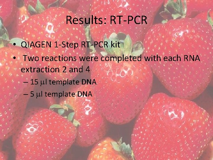 Results: RT-PCR • QIAGEN 1 -Step RT-PCR kit • Two reactions were completed with