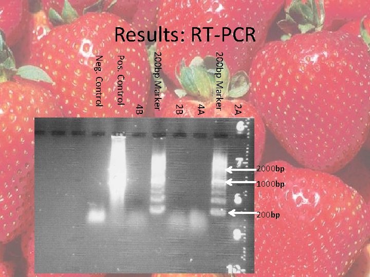 Results: RT-PCR 2 A 200 bp Marker 4 A 2 B 200 bp Marker