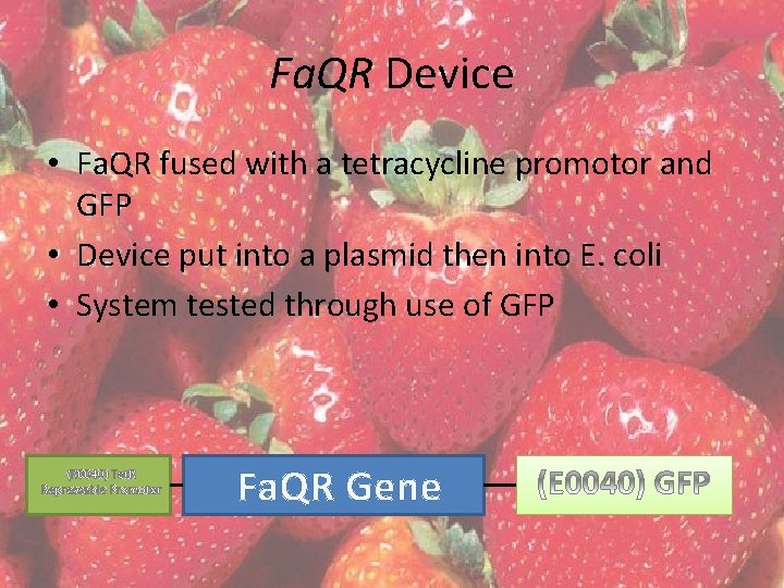 Fa. QR Device • Fa. QR fused with a tetracycline promotor and GFP •