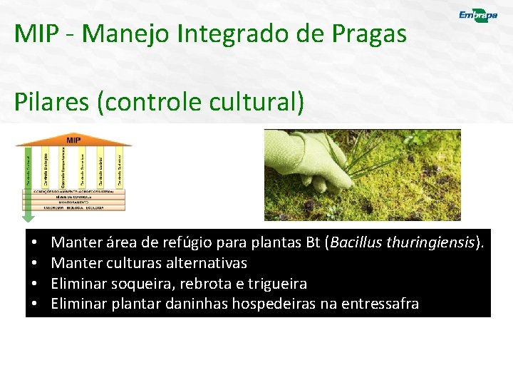 MIP - Manejo Integrado de Pragas Pilares (controle cultural) • • Manter área de