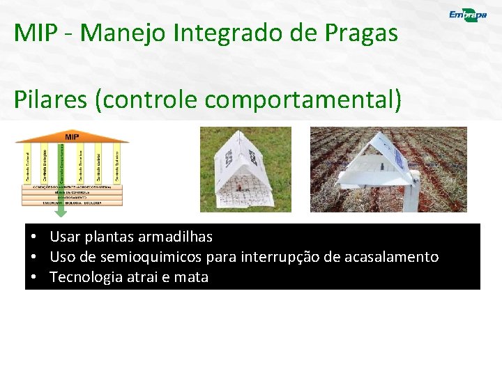 MIP - Manejo Integrado de Pragas Pilares (controle comportamental) • Usar plantas armadilhas •