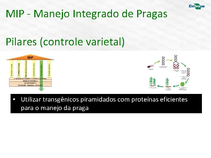 MIP - Manejo Integrado de Pragas Pilares (controle varietal) • Utilizar transgênicos piramidados com