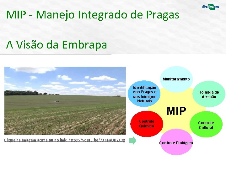 MIP - Manejo Integrado de Pragas A Visão da Embrapa Monitoramento Identificação das Pragas