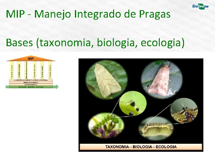 MIP - Manejo Integrado de Pragas Bases (taxonomia, biologia, ecologia) 