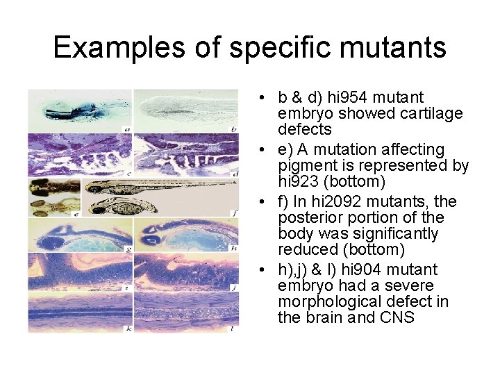 Examples of specific mutants • b & d) hi 954 mutant embryo showed cartilage