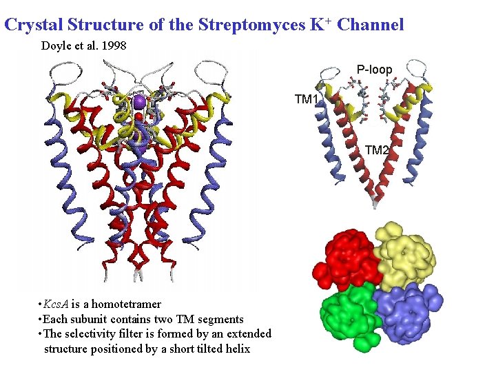 Crystal Structure of the Streptomyces K+ Channel Doyle et al. 1998 P-loop TM 1