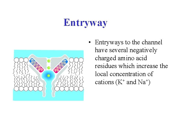 Entryway • Entryways to the channel have several negatively charged amino acid residues which