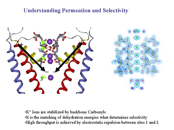 Understanding Permeation and Selectivity + + 1 W 2 _ _ 3 • K+