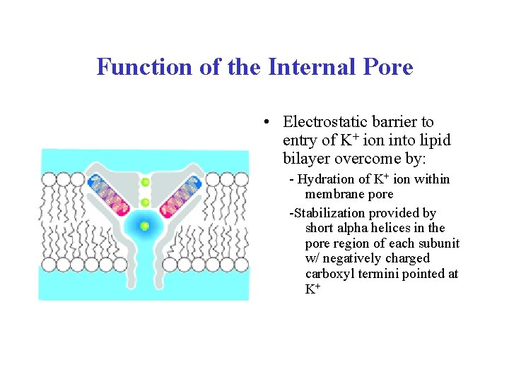 Function of the Internal Pore • Electrostatic barrier to entry of K+ ion into