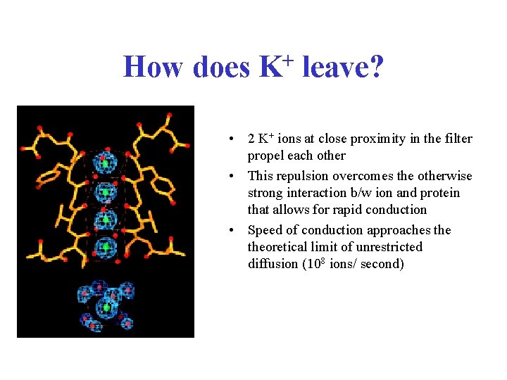 How does + K leave? • 2 K+ ions at close proximity in the