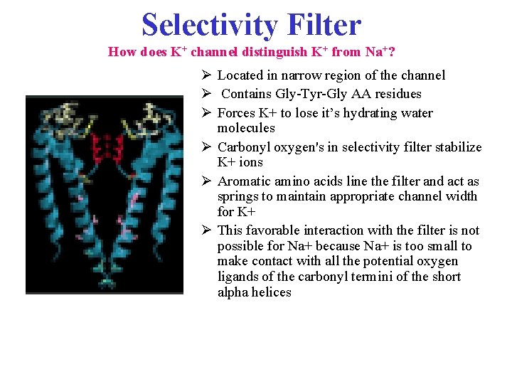 Selectivity Filter How does K+ channel distinguish K+ from Na+? Ø Located in narrow